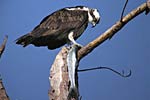 Osprey with fish