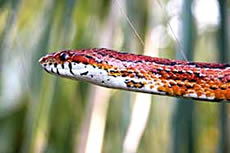Rat Snake