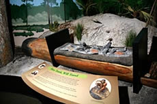 Prehisoric People Exhibit