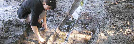 Prehistoric Canoe found at Weedon Island Preserve